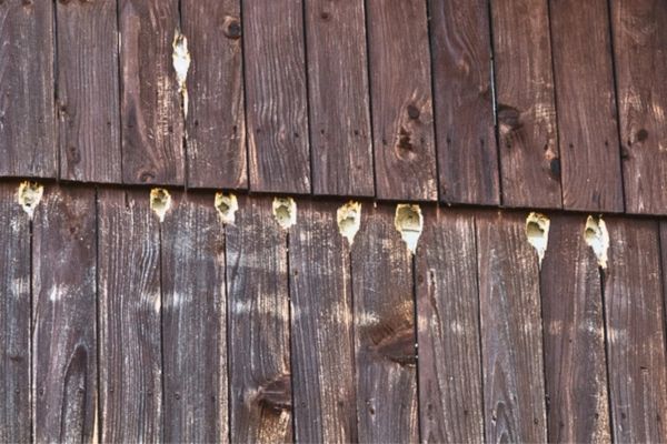Woodpecker Wood Siding Damage Woodpecker Wood Siding Damage
